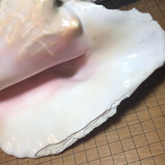 Extra Large Pink Queen Conch Shell Slit Harvest Partial Rustic Flakey Beige Coat - Picture 10 of 11